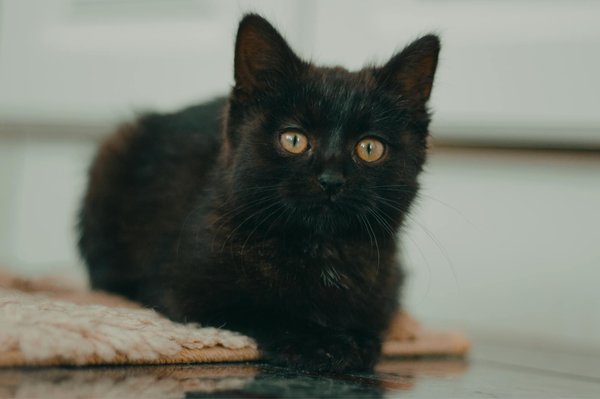 Les innovations en produits de nettoyage pour animaux