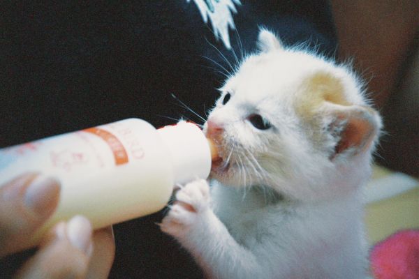 Comment adapter l'alimentation de votre chat aux différentes phases de sa vie ?