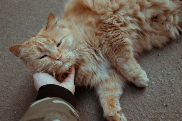 Comment interagir avec un chat qui aime l'indépendance tout en renforçant le lien ?