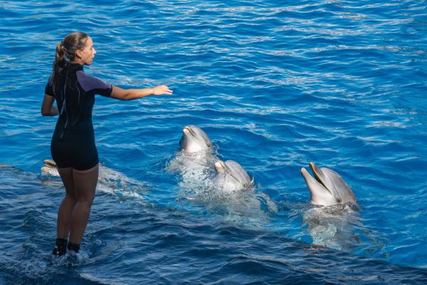 Comprendre la communication chez les dauphins