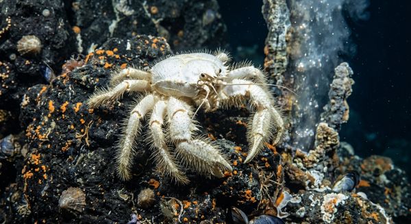 Les adaptations surprenantes des animaux des profondeurs marines