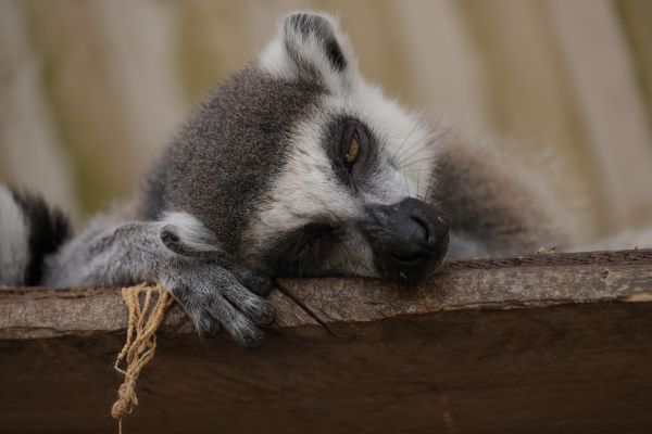 Les espèces menacées : un aperçu des animaux en danger