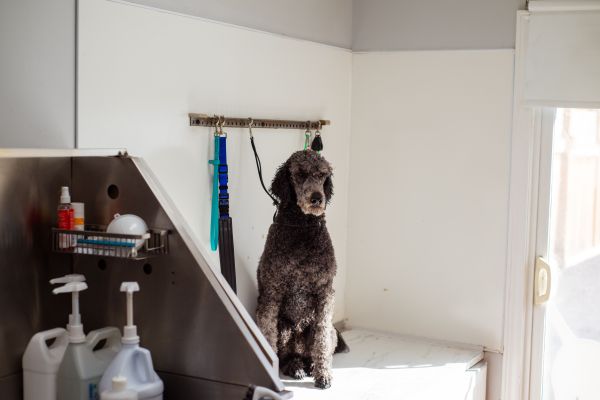 Les innovations en produits de nettoyage pour animaux