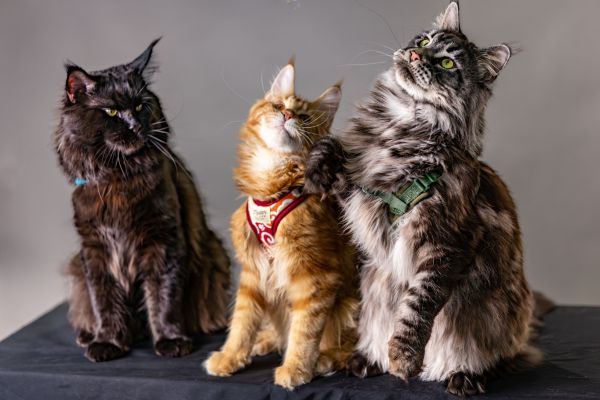 Les meilleures pratiques pour un élevage familial de maine coon loof