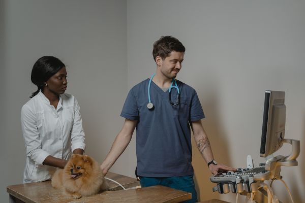 Les nouveaux développements en équipements de soins pour animaux