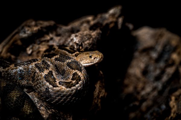 Les reptiles les plus rares et menacés