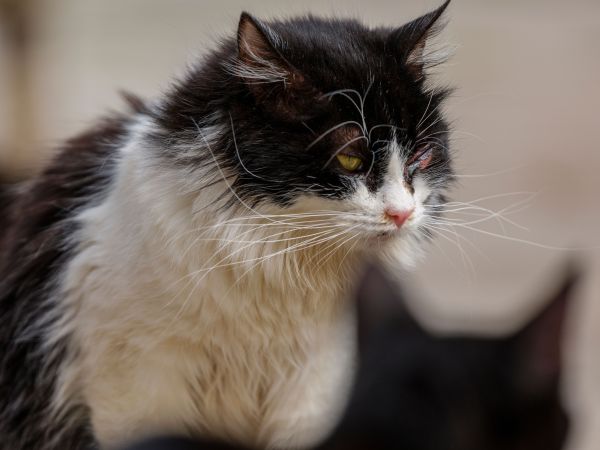 Quelles sont les maladies courantes chez les chats âgés et comment les prévenir ?