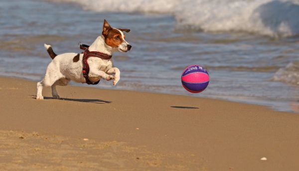 Top 5 harnais pour jack russell : guide d'achat essentiel